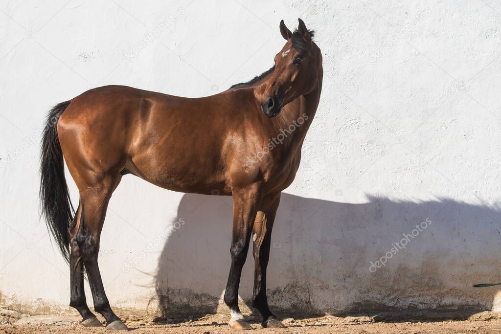 Beautiful brown gelding thoroughbred standing on the sand in freedom with white background