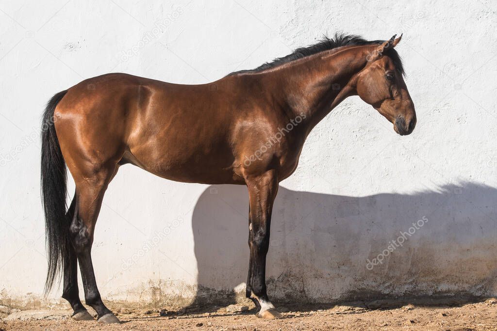 Beautiful brown gelding thoroughbred standing on the sand in freedom with white background