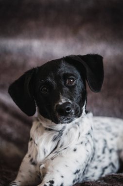Sıcak bir geçmişi olan benekli dişi bir köpek yavrusunun yüz resmi.