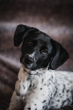 Sıcak bir geçmişi olan benekli dişi bir köpek yavrusunun yüz resmi.