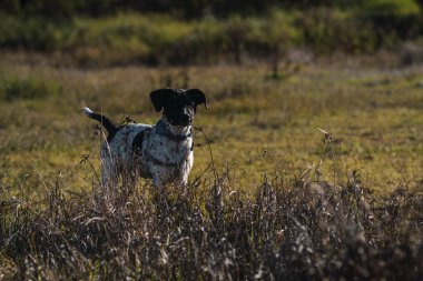 Gün batımında çimlerin üzerinde duran benekli yavru bir kızın tüm vücut portresi.