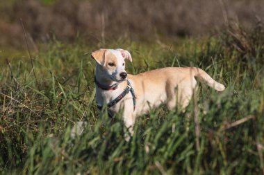 Gün batımında çimlerin üzerinde genç bir bej köpek yavrusunun tüm vücut portresi.