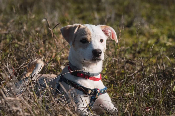 Full Body Portrait Young Female Beige Puppy Resting Grass Sunset — Stock Photo, Image