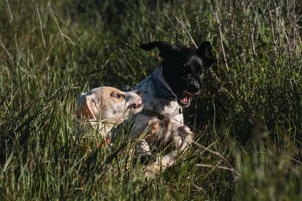 Twee Teefjes Gemengd Puppies Spelen Agressief Het Gras Bij Zonsondergang — Stockfoto