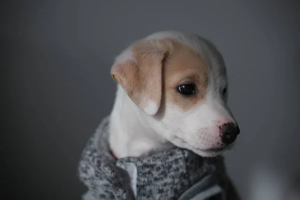 Dark Sad Portrait Young Cute Female Puppy Wearing Sweater — Stock Photo, Image