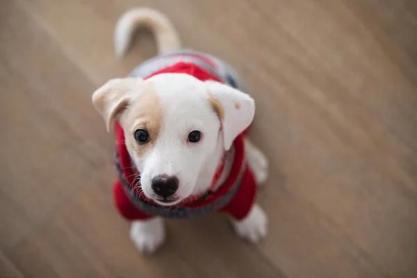 Cute Face Portrait Young Female Mixed Dog Puppy Wearing Sweater — Stock Photo, Image