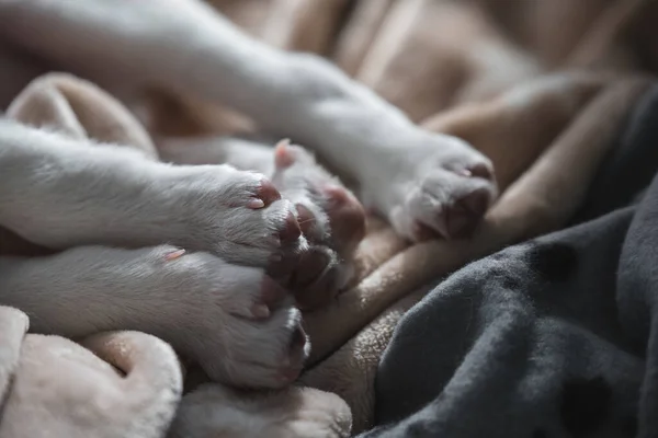 Detail Paws Pink Pads Relaxed Young Puppy Dog Home — Stock Photo, Image