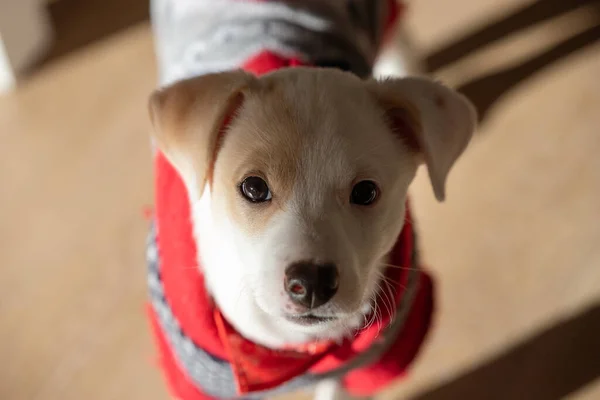 Χαριτωμένο Πορτρέτο Προσώπου Μιας Νεαρής Θηλυκής Μικτής Κουτάβι Σκυλιών Φορώντας — Φωτογραφία Αρχείου