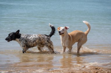 Yazın sahilde oynayan ve su sıçratan iki genç dişi köpek.