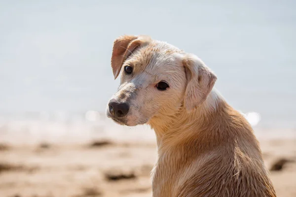 Gezichtsportret Van Een Jonge Witte Beige Teef Die Zomer Het — Stockfoto