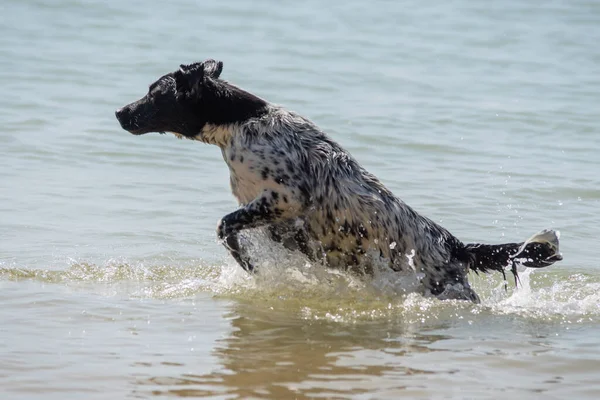 Young White Black Female Dog Jumping Splashing Sea Summer — Stock Photo, Image
