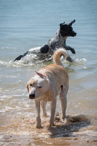 Dos Perras Jóvenes Divirtiéndose Sacudiendo Agua Playa Verano — Foto de Stock