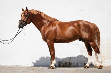 Freiberger olarak da bilinen Montagnes Atı 'nın tüm vücut portresi.