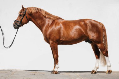 Freiberger olarak da bilinen Montagnes Atı 'nın tüm vücut portresi.