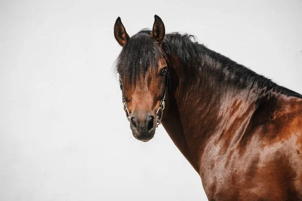Retrato Facial Uma Baía Franches Montagnes Cavalo Também Conhecido Como — Fotografia de Stock