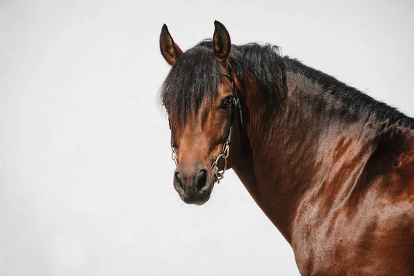 Ritratto Faccia Cavallo Frange Montagnes Baia Noto Anche Come Freiberger — Foto Stock