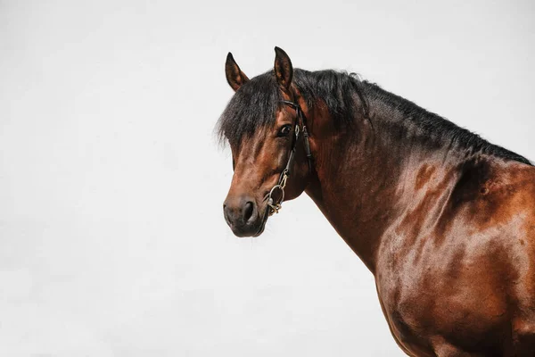 Ritratto Faccia Cavallo Frange Montagnes Baia Noto Anche Come Freiberger — Foto Stock