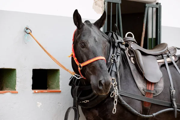 Ritratto Facciale Cavallo Bretone Nero Con Imbracatura Sella Briglia — Foto Stock
