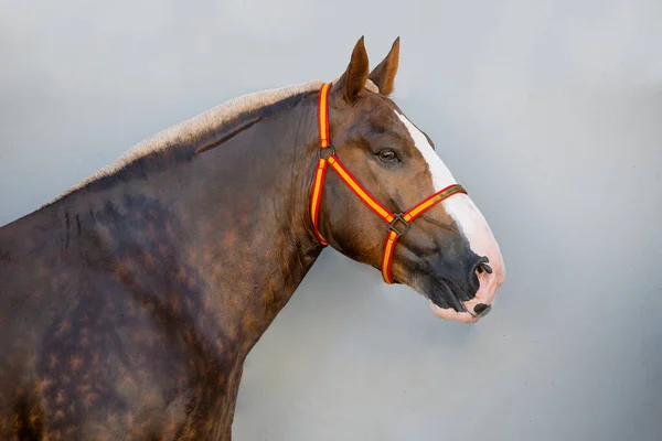 Portrait Visage Cheval Breton Espagnol Croisé Châtain Avec Bride Espagnole — Photo