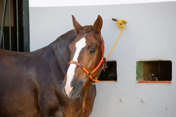 Face Retrato Belo Cavalo Castanho Bretão Com Freio Com Cores — Fotografia de Stock