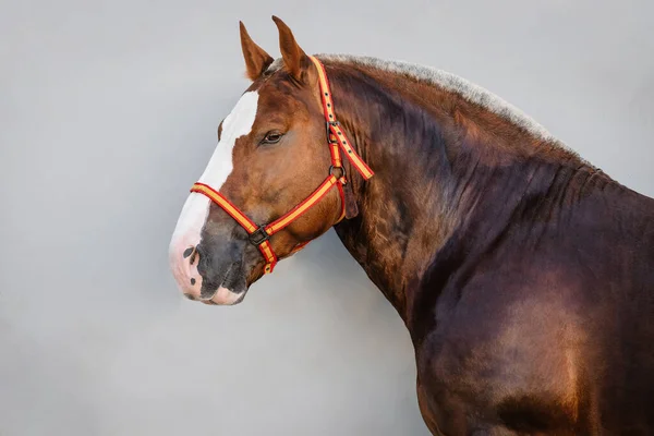 Portret Twarzy Pięknego Kasztanowego Konia Bretońskiego Uzdę Kolorami Hiszpanii — Zdjęcie stockowe