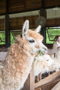 Alpaka için besleme