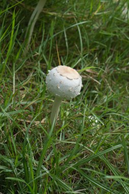 Çimlerin üzerinde mantar