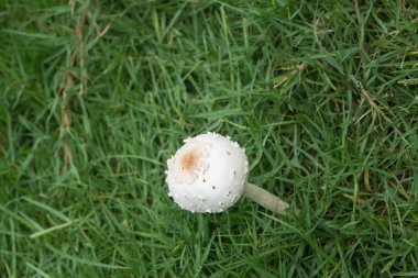 Çimlerin üzerinde mantar