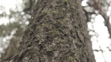 Ormandaki bir ağacın kabuğu, aşağı bakma hareketi, yakın çekim.
