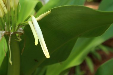 Doğada beyaz çiçekler