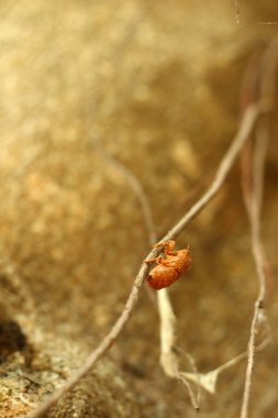 Ağustosböceği doğal ağaç üzerinde.