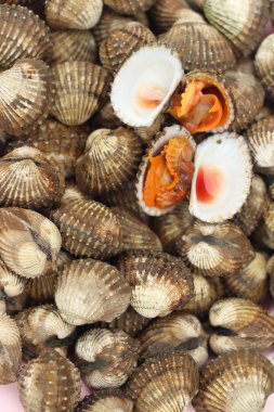 Taze kan cockle kabuk piyasada