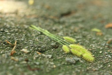 Çimento bir arka plan üzerinde çimen çiçekler.