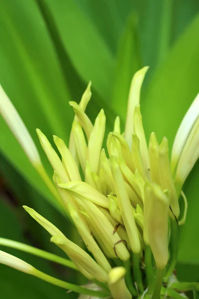 Flores brancas na natureza — Fotografia de Stock