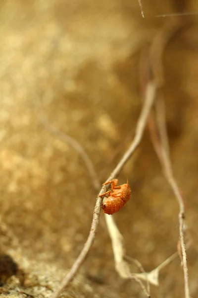Cicada sur l'arbre dans la nature . — Photo