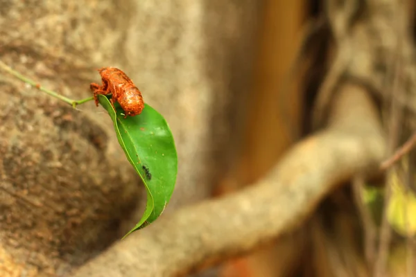 Cicada sur l'arbre dans la nature . — Photo