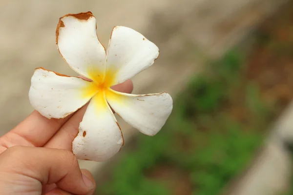 Una flor de plumeria blanca en mi mano . —  Fotos de Stock