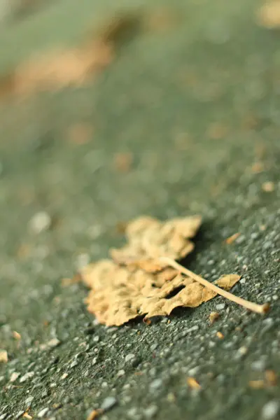 Листья на фоне цемента . — стоковое фото