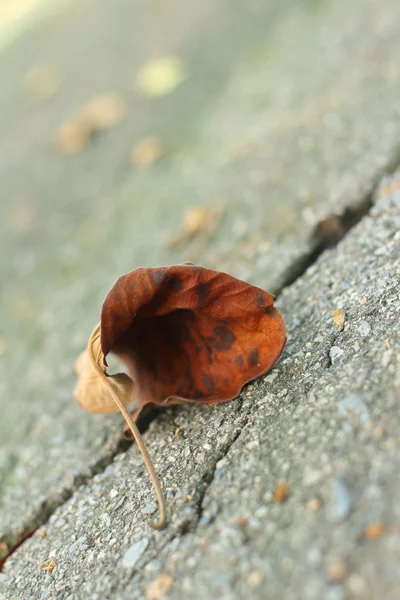 Folhas em um contexto de cimento . — Fotografia de Stock