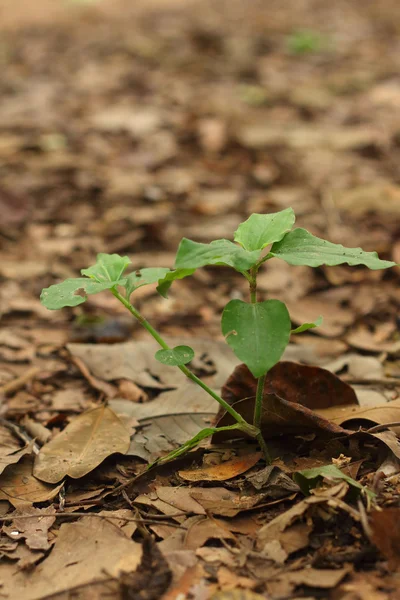 Grüner Baum auf einem Hintergrund aus Blättern. — Stockfoto