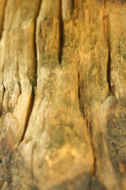 Arka plan resim eski ahşap doğadan.