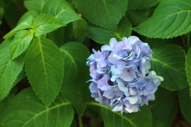 Mavi ortanca Bahçe.