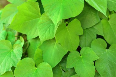 Yeşil yaprakları arka planda doğal renkler.