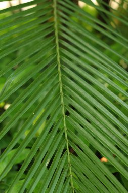 bir bahçede yeşil yapraklar.