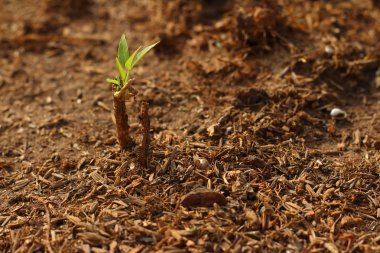Çimlenme yeşil fidan yeni hayattır.