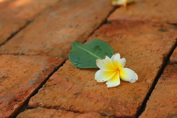 Plumeria kwiat na brązowym tle. — Zdjęcie stockowe