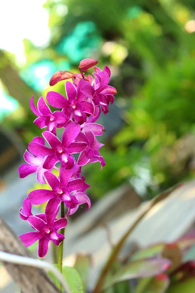 Orquídeas roxas na natureza — Fotografia de Stock