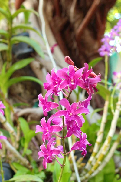 Фиолетовые орхидеи в природе — стоковое фото