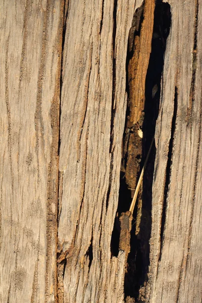 Imagem de fundo de madeira velha da natureza . — Fotografia de Stock