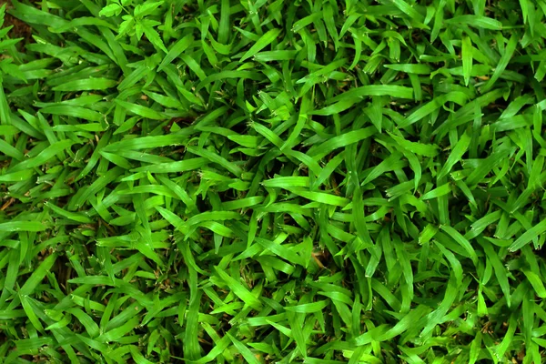 Texture de fond d'herbe verte dans le jardin . — Photo